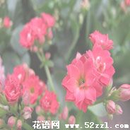 长寿花的花语是什么
