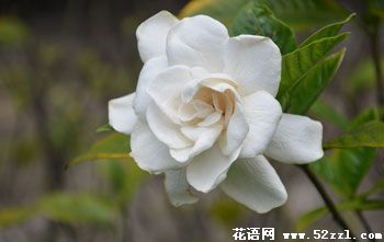 栀子花叶子黄了如何处理