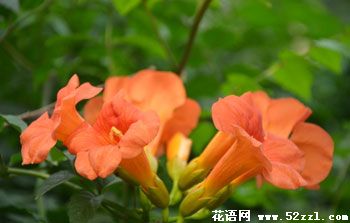 凌霄花的花语