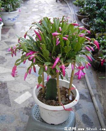 蟹爪兰有花蕾但不开花是什么原因