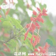 一串红的花语