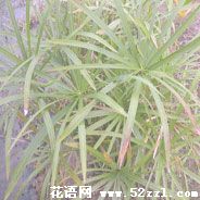 三轮草的花语