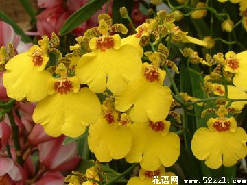 文心兰的花语
