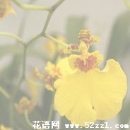 文心兰的花语