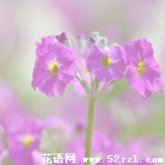 报春花的花语