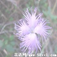 瞿麦的花语