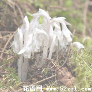水晶兰的花语
