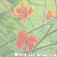 凤凰花的花语