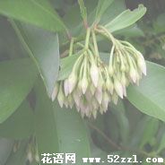 春不老的花语