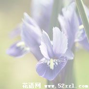 菖蒲花的花语