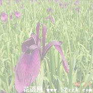 花菖蒲（玉蝉花)的花语