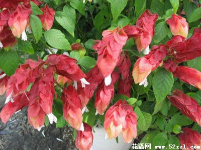 虾衣花（虾夷花）的花语