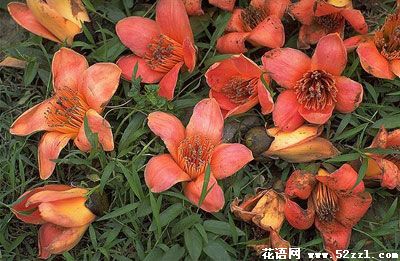 野麻花的花语
