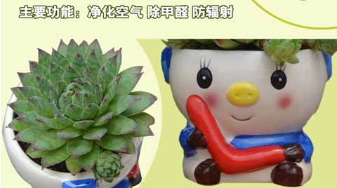 多肉植物花卉盆栽室内盆景