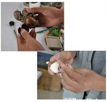 水仙花水培植物 各种水仙种球养护指导