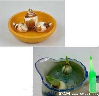 水仙花水培植物 各种水仙种球养护指导