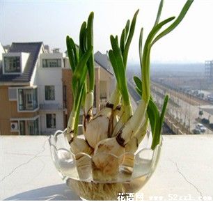 水仙花水培植物 各种水仙种球养护指导