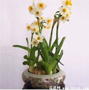 水仙花水培植物 各种水仙种球养护指导
