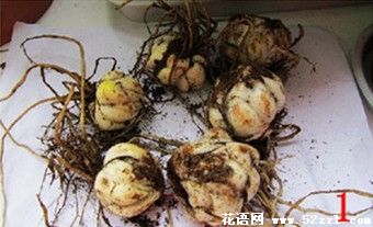 花卉室内盆栽 香水百合花种球