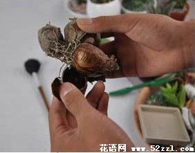 水仙盆栽 水仙花、风信子种球养殖步骤