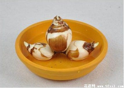 水仙盆栽 水仙花、风信子种球养殖步骤