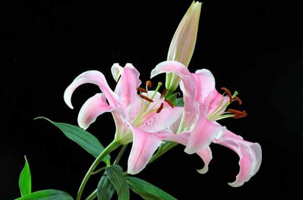 香水百合的花语是什么 伟大的爱
