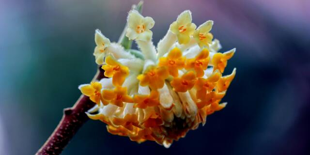 结香花的花语是什么，喜结连枝(中国的爱情树)