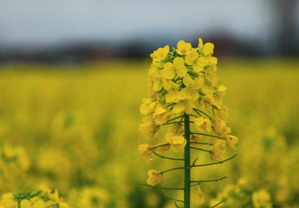 油菜花的花语是什么 油菜花代表什么意思(加油)