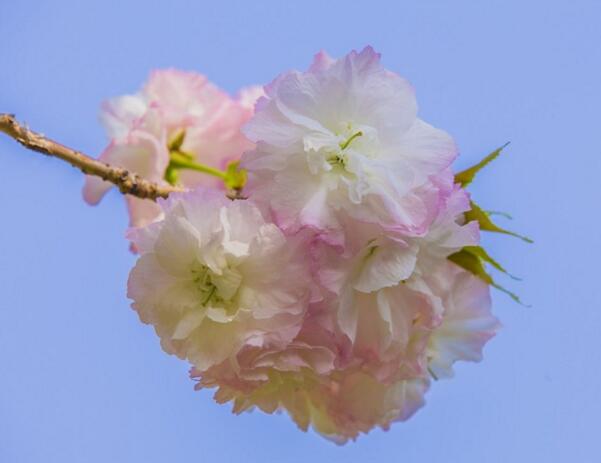 重瓣樱花的花语
