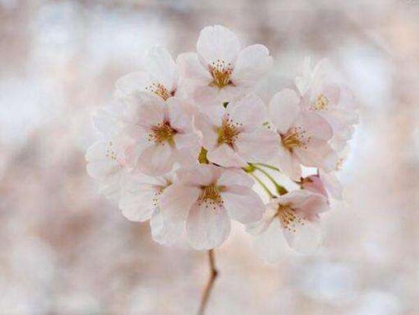 西洋樱花的花语