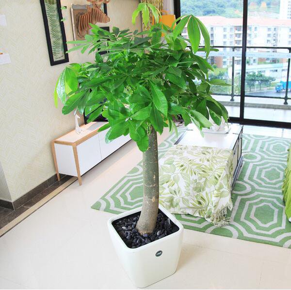 发财树多久浇水一次,发财树浇水的正确方法(不可多浇水)
