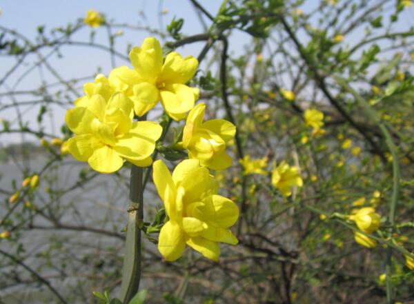 迎春花冬天怎么养，迎春花盆栽怎么过冬方法介绍