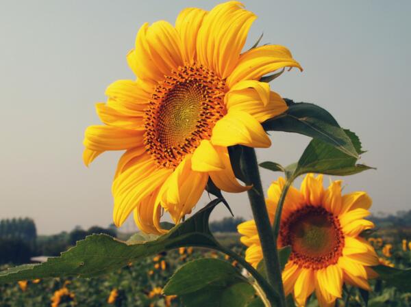 朋友之间送什么花比较好，什么花代表友谊(向日葵是首选)