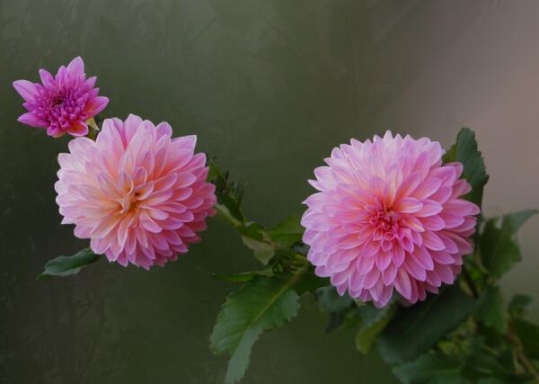 代表友谊的花有哪些，最能代表友谊的花是什么(白色百合花)