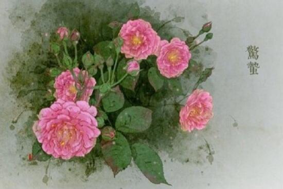 二十四节气对应的花 24节气代表的花卉大全(图集)