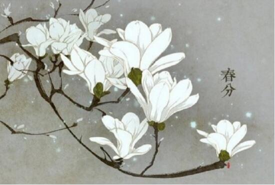 二十四节气对应的花 24节气代表的花卉大全(图集)