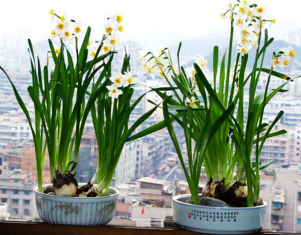 中国古代象征爱情的花，芍药花/山茶花/水仙花