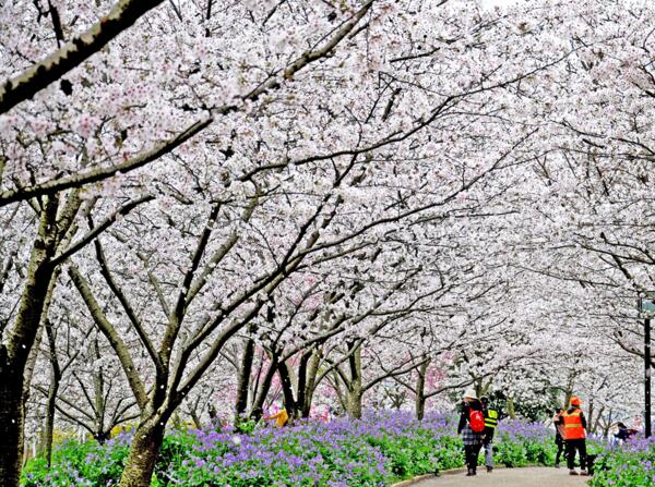 2018广州从化樱花节时间 2018从化樱花节门票价格(2月中旬到4月初)