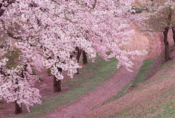 2018广州从化樱花节时间 2018从化樱花节门票价格(2月中旬到4月初)