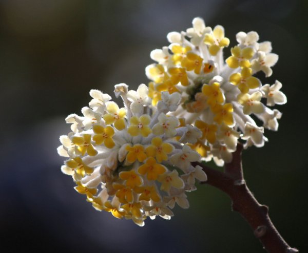 结香花的花语是什么，喜结连枝(中国的爱情树)