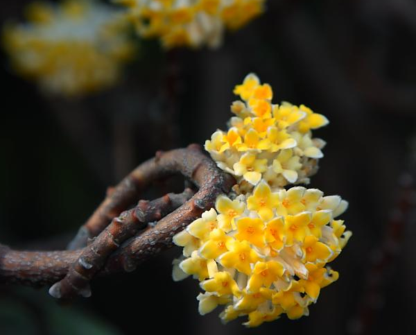 结香花的花语是什么，喜结连枝(中国的爱情树)