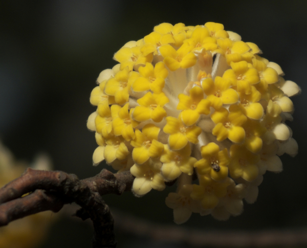 结香花的花语是什么，喜结连枝(中国的爱情树)