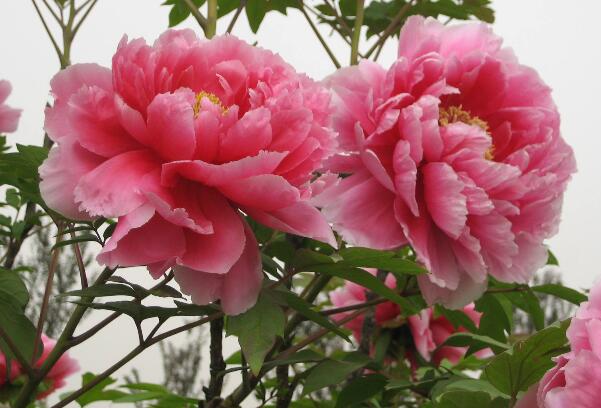 2018年菏泽牡丹花会时间，2018年菏泽牡丹花会开幕式时间