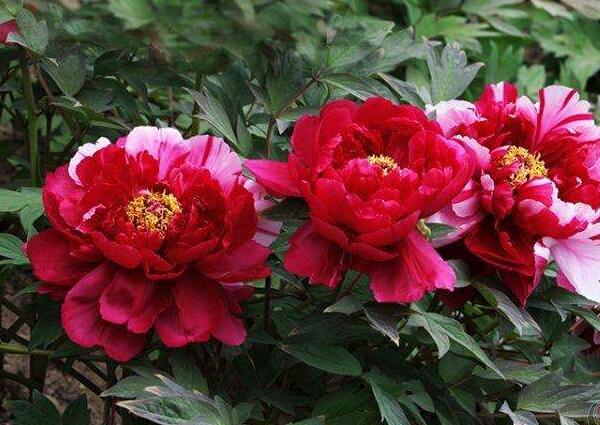 2018年菏泽牡丹花会时间，2018年菏泽牡丹花会开幕式时间