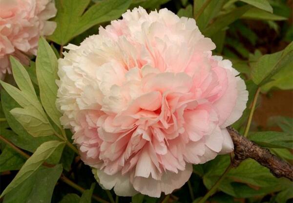 2018年菏泽牡丹花会时间，2018年菏泽牡丹花会开幕式时间