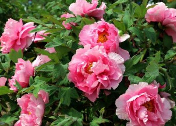 2018年菏泽牡丹花会时间，2018年菏泽牡丹花会开幕式时间