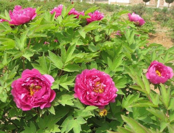 2018年菏泽牡丹花会时间，2018年菏泽牡丹花会开幕式时间