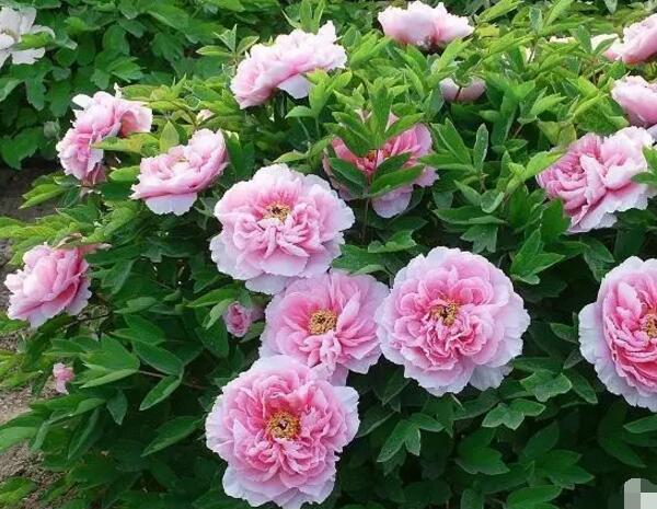 2018年菏泽牡丹花会时间，2018年菏泽牡丹花会开幕式时间