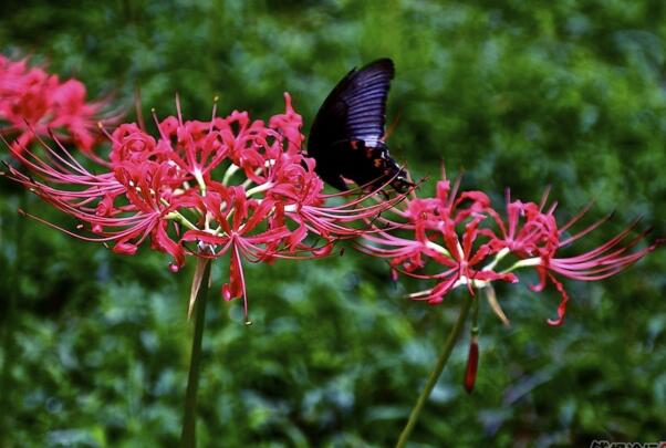冥界四花都有哪四种花，传说中的四大死亡之花你见过吗