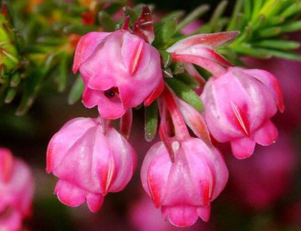 什么花的花语是孤独，千蕨菜/石楠/水仙花(孤独的守望者)